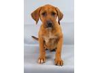 Adopt Ledger a Labrador Retriever, Mixed Breed