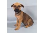 Adopt Keefe a Black Mouth Cur, Mixed Breed