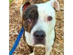 Adopt Gustavo a Pit Bull Terrier