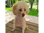 Adopt Charlie a Poodle