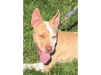 Adopt Woodrow a Pit Bull Terrier