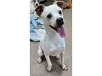 Adopt Simon a Jack Russell Terrier