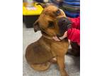 Adopt Goliath a Bullmastiff, Boxer