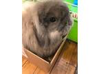 Adopt Leo a American Fuzzy Lop