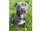 Adopt Burk a Pit Bull Terrier, Mixed Breed