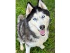 Adopt Sneakers a Siberian Husky, Mixed Breed