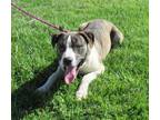 Adopt DODGE DURANGO a Pit Bull Terrier, Labrador Retriever