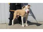 Adopt WESTLEY a Pit Bull Terrier