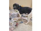 Adopt Sully 5177 a Beagle, Labrador Retriever