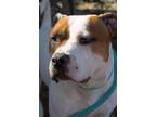 Adopt Bully (HW-) a Pit Bull Terrier, Mixed Breed