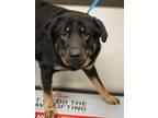 Adopt Romeo a Rottweiler, Great Pyrenees