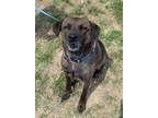 Adopt Speedy a Labrador Retriever, Mixed Breed