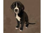 Adopt Athena Pup 6 a Pit Bull Terrier