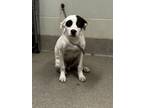 Adopt Hollow a Jack Russell Terrier