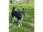 Adopt OBI a German Shepherd Dog, Australian Shepherd