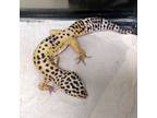 Adopt Sid a Gecko