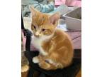 Adopt Hash Brown a Domestic Short Hair