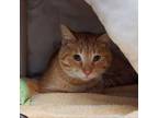 Adopt Garfield a Domestic Short Hair