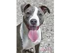 Adopt Jerec a Pit Bull Terrier, Mixed Breed