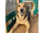 Adopt Cooper 240341 a Mixed Breed