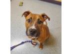 Adopt Backpack a Pit Bull Terrier, Mixed Breed