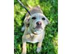 Adopt Sycamore a Labrador Retriever, Mixed Breed