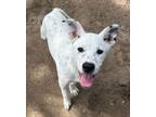 Adopt Hugo a Dalmatian, Labrador Retriever