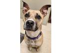 Adopt MAC a Pit Bull Terrier