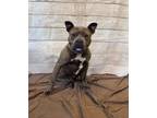 Adopt ZUKO a Pit Bull Terrier