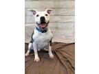 Adopt DALTON a Pit Bull Terrier