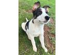 Adopt Gale a Collie, Mixed Breed