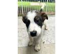 Adopt Astarion a Mixed Breed