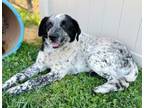 Adopt ROCKY a Australian Shepherd