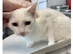 Adopt SNOW a Domestic Short Hair