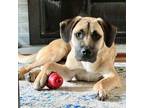 Adopt Davinci a Shepherd