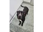Adopt STONE a Pit Bull Terrier