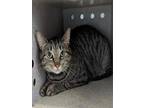 Adopt GOOSE a Domestic Short Hair