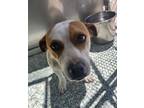 Adopt TAJ a Parson Russell Terrier, Mixed Breed