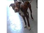 Adopt A409917 a Pit Bull Terrier, Mixed Breed