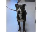 Adopt TOPHER a Pit Bull Terrier