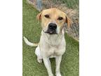 Adopt RATCHET a Labrador Retriever, Mixed Breed