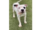 Adopt C4 a Pit Bull Terrier