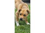 Adopt Will Feral a Mixed Breed