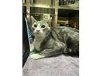 Adopt CHEWY a Domestic Short Hair