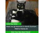 Adopt Stuart a Domestic Short Hair