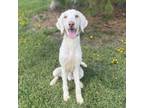 Adopt Alfred--In Foster a Poodle