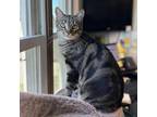 Adopt Tiger--In Foster a Domestic Short Hair