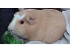 Adopt OOGOLAY a Guinea Pig