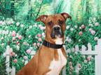 Adopt SCOOBY a Boxer, Mixed Breed