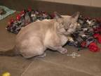Adopt HENNESSEY a Siamese, Domestic Short Hair